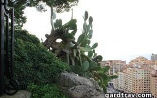 Монако - ботанический сад экзотических растений